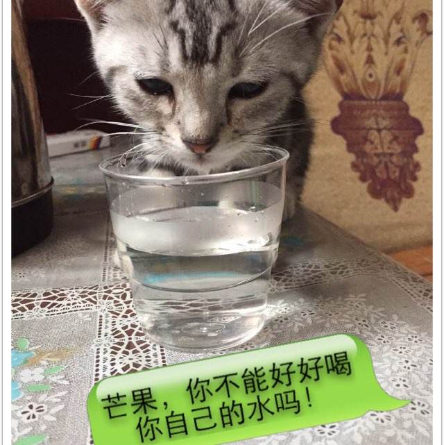 怎么办假金门浸信会神学院成绩单